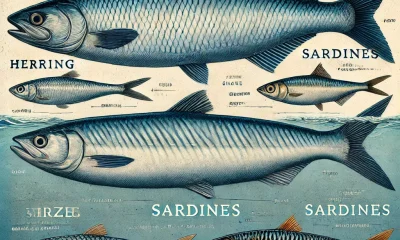 Herring vs Sardines