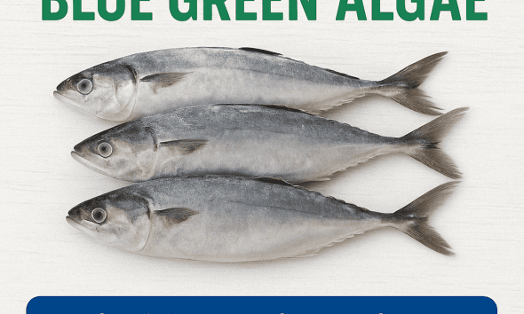 Jual Ikan Beku Bebas Blue Green Algae