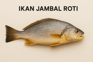 Ikan Jambal Roti Hidup