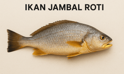 Ikan Jambal Roti Hidup