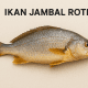Ikan Jambal Roti Hidup