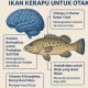 Manfaat ikan kerapu
