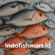 ikan segar