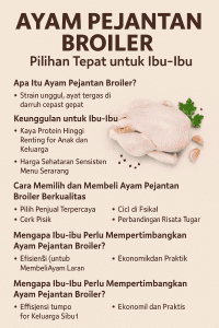 Ayam Pejantan Broiler