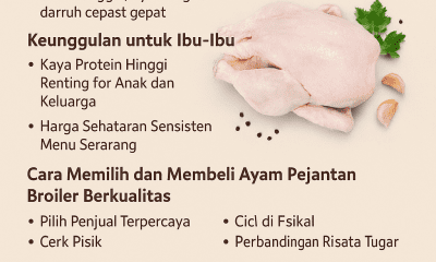 Ayam Pejantan Broiler