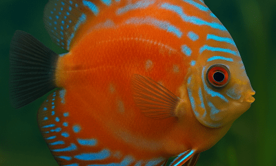 ikan discus