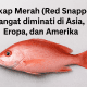 ikan kakap merap
