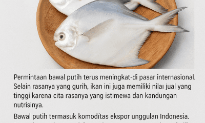 Bawal Putih