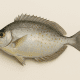 Ikan Spinefood