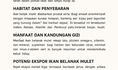 Ikan Belanak