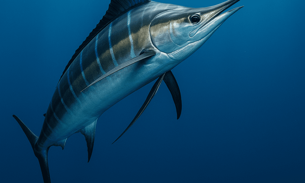 ikan marlin