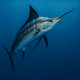 ikan marlin