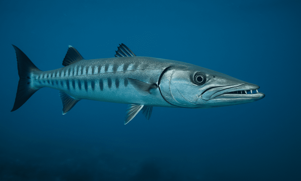 ikan Barakuda