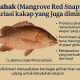 Jenahak (Mangrove Red Snapper)