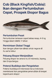 Cob (Black Kingfish/Cobia)