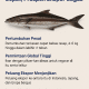 Cob (Black Kingfish/Cobia)