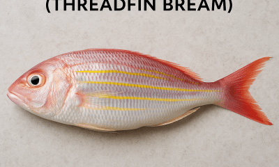 Beloso (Threadfin Bream)