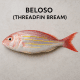 Beloso (Threadfin Bream)