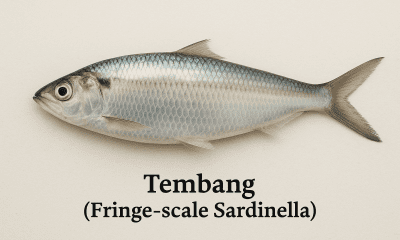 Tembang (Fringe‑scale Sardinella)