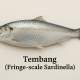Tembang (Fringe‑scale Sardinella)