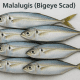 Malalugis (Bigeye Scad)