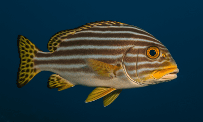 Kaci-Kaci (Sweetlips)