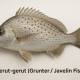 Ikan Gerut-Gerut