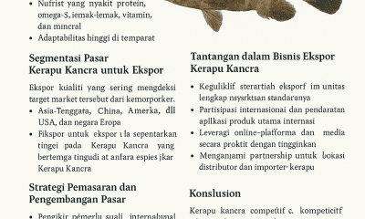 Kerapu Kancra (Kancra Grouper)