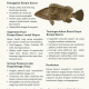 Kerapu Kancra (Kancra Grouper)