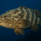 Kerapu Lumpur (Mud Grouper)