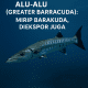 Greater Barracuda