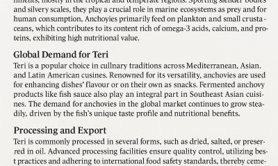 Teri (Anchovy)