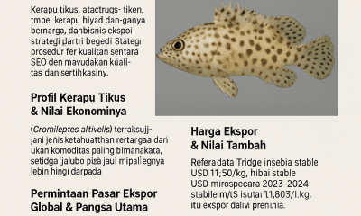 ikan kerapu tikus