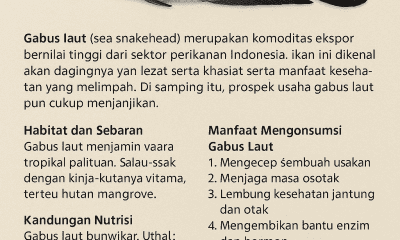 Ekspor Gabus Laut