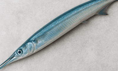 Remang (Garfish)