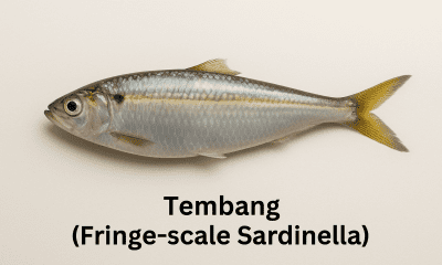 Tembang (Fringe-scale Sardinella)