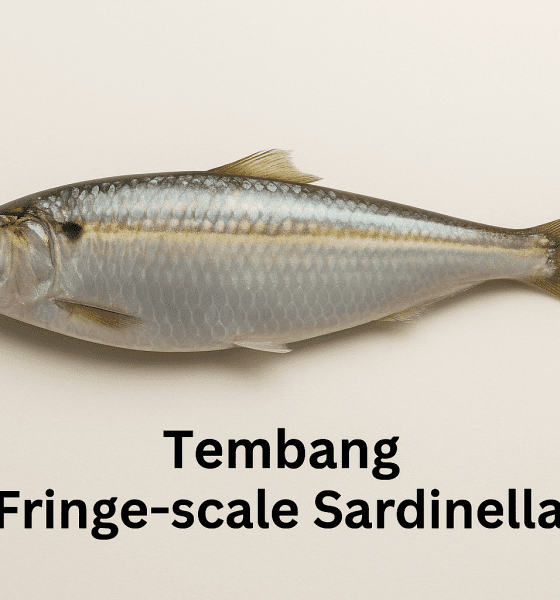 Tembang (Fringe-scale Sardinella)