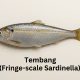 Tembang (Fringe-scale Sardinella)