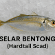 Selar Bentong