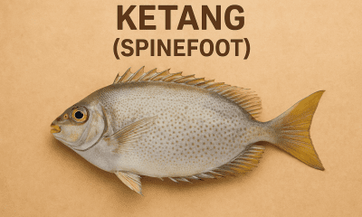 Ketang (Spinefoot)