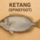 Ketang (Spinefoot)