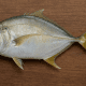 Gembolo (Trevally)