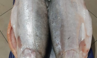 importir salmon
