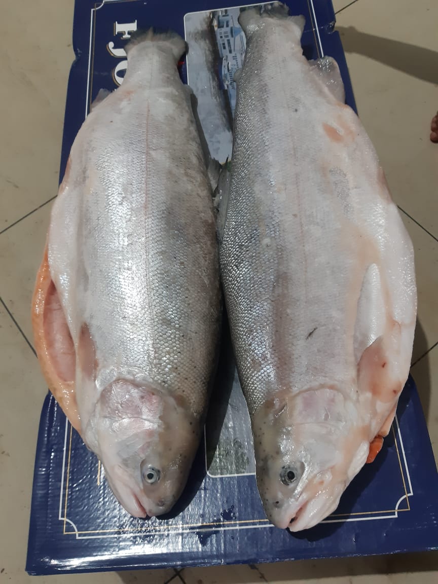 importir salmon