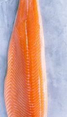 importir ikan trout