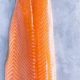 importir ikan trout