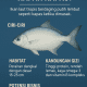Ikan Kapan-Kapas