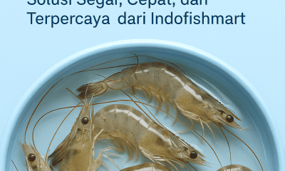 jual udang hidup terdekat