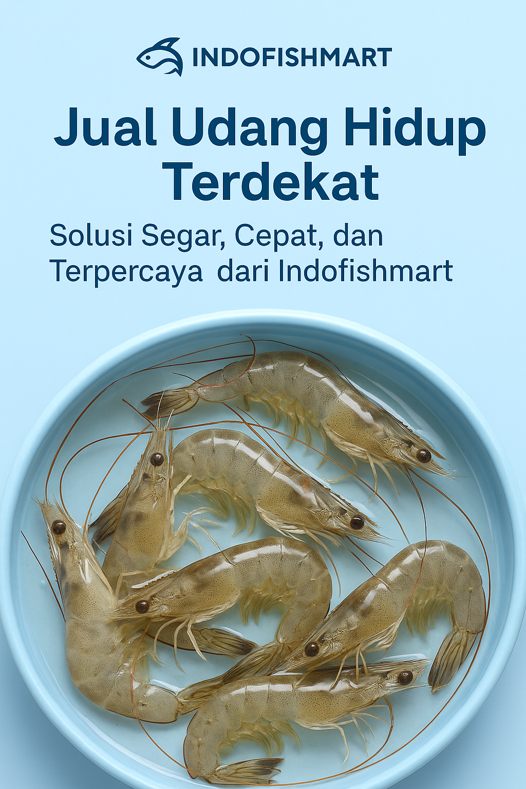 jual udang hidup terdekat