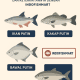 Ikan di Iklan Indosiar